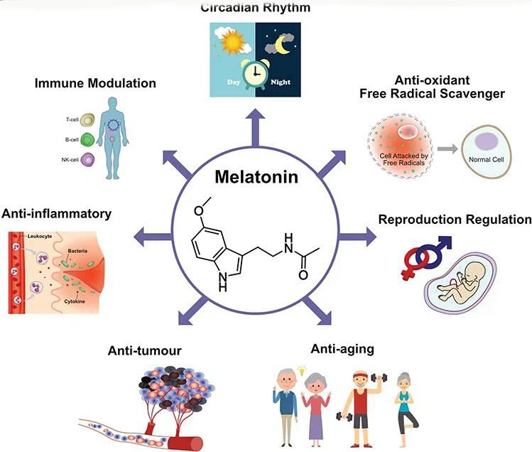 What does melatonin do to your body-