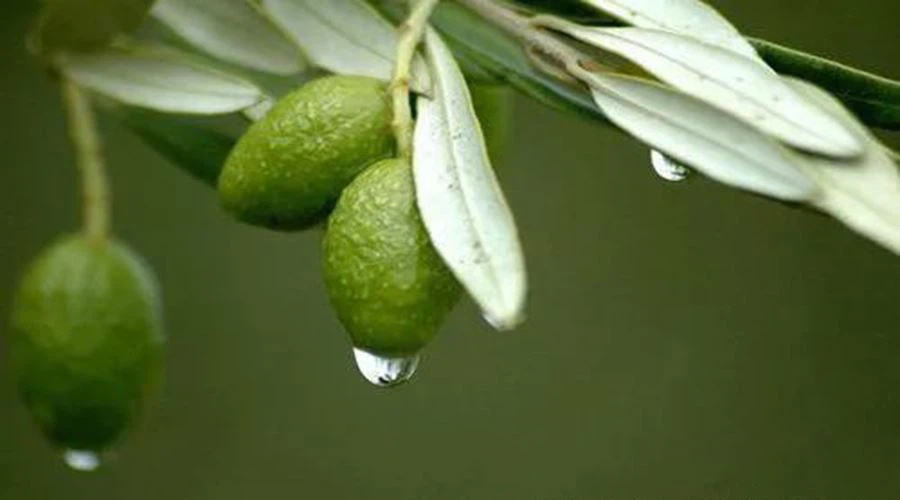 Can you have olive leaf extract while breastfeeding