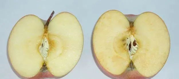 Apple Polyphenols