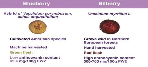 4 Perbezaan Utama Antara Bilberry Vs. Blueberry