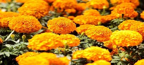 Bunga Kematian Dengan Suhu —— Marigold