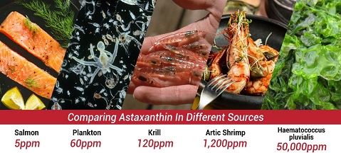 Haematococcus Pluvialis: Sumber Terbaik Astaxanthin Semulajadi